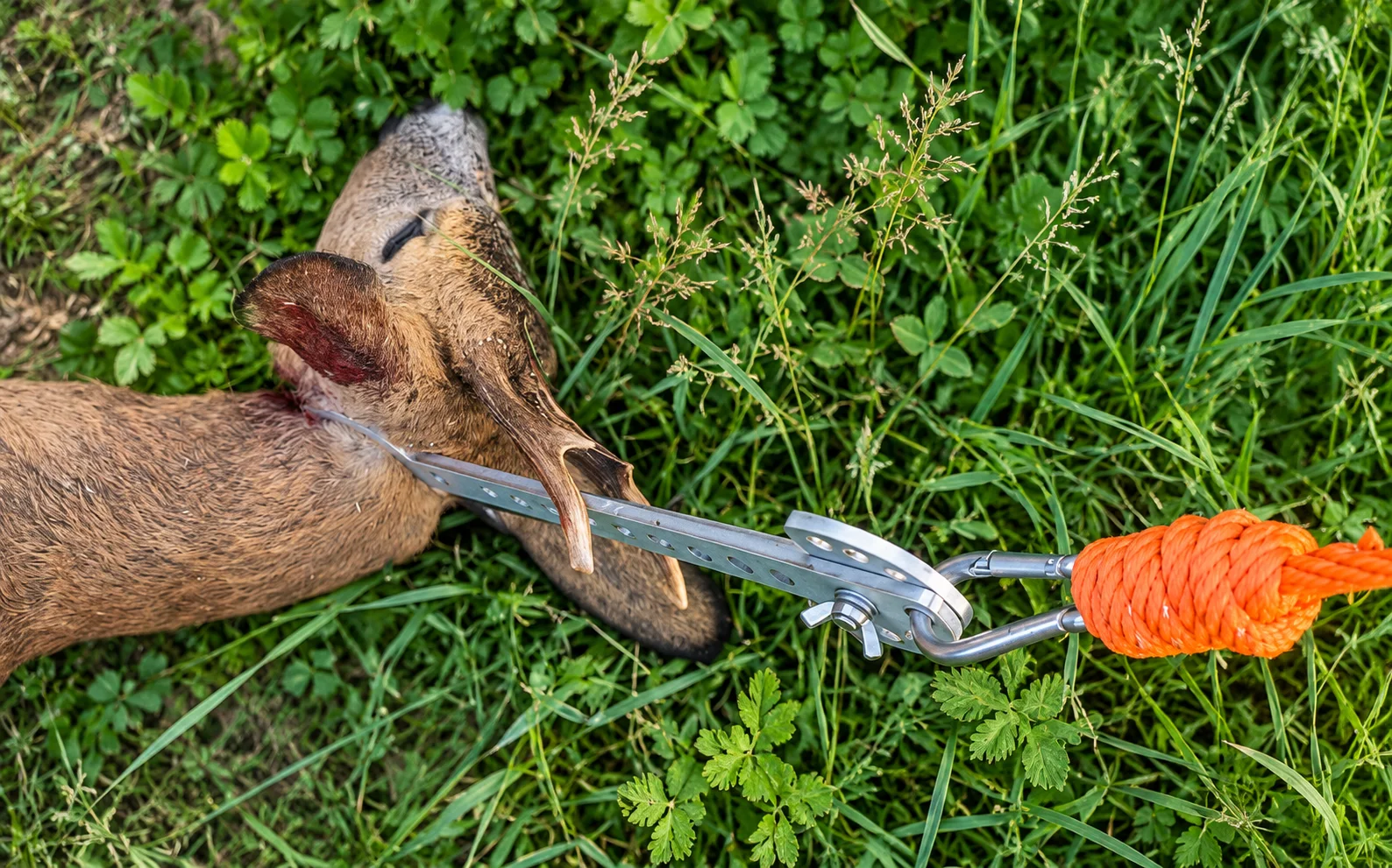Waidgalgen used as retrieval tongs for roe deer